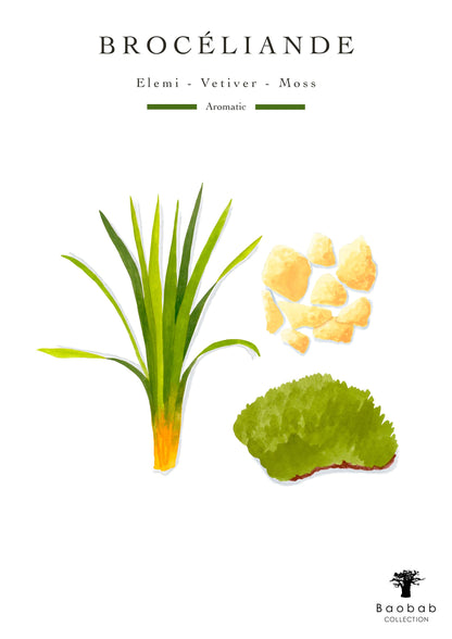 Baobab Collection BROCELIANDE Candle